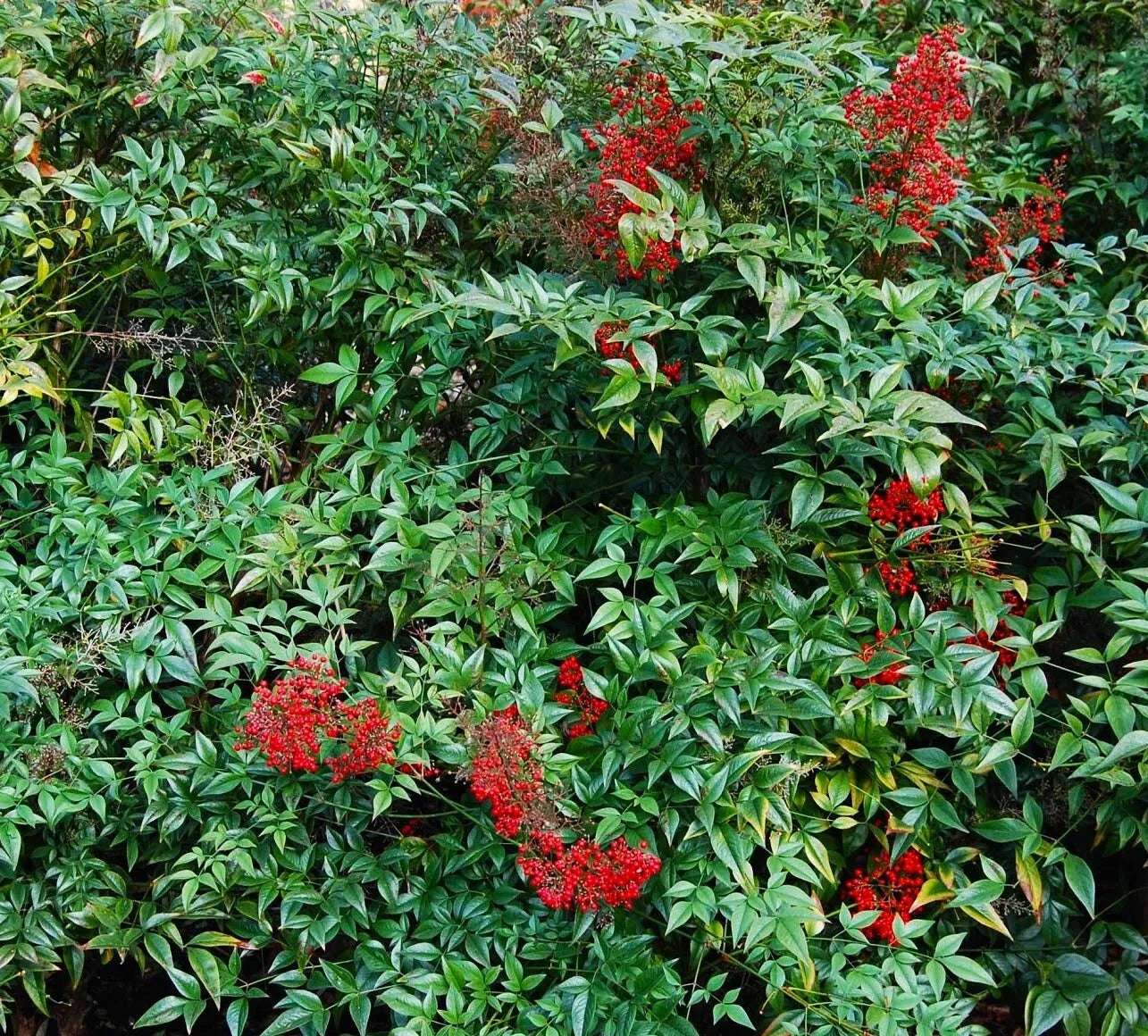Nandina Domestica Live Plants - 3-6 Inch Seedlings, Heavenly Bamboo Shrub, Ornamental Garden Plants, Deciduous Shrub