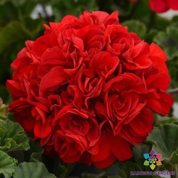Presto Dark Red Geranium Seeds – Pelargonium × hortorum – 25+ Pack for Garden Planting, Vibrant Blooms, Easy to Grow