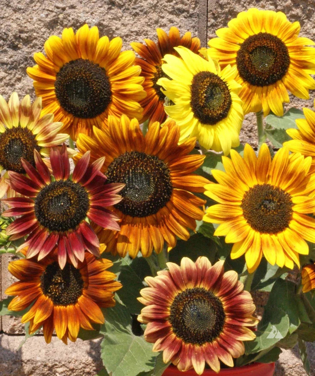 Autumn Beauty Sunflower Seeds - Mix of Colors, Helianthus annuus, 50 Seeds, Vibrant Blooms