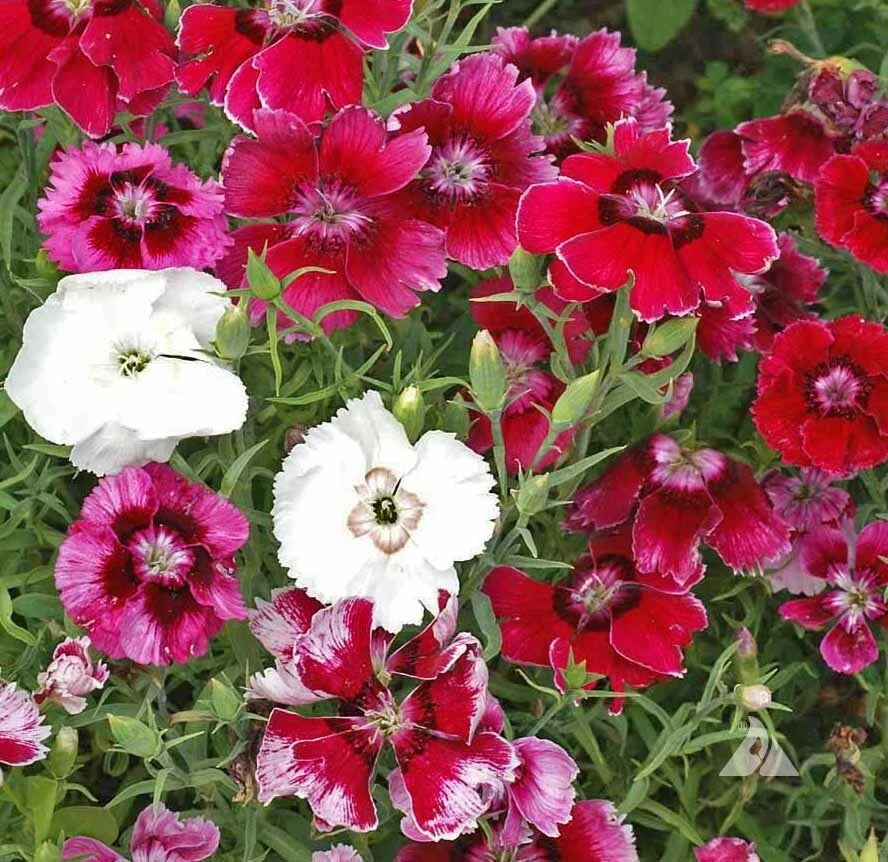 Sweet William Seeds - Dwarf Baby Doll Mix - Fragrant Pink Dianthus barbatus - 200 Seeds for Borders & Containers