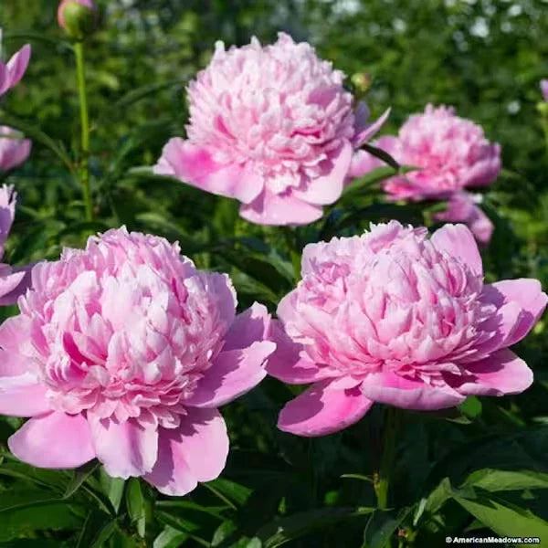 Peony Bare Root Plant Pink Double Sarah Bernhardt Perennial Flower Paeonia lactiflora