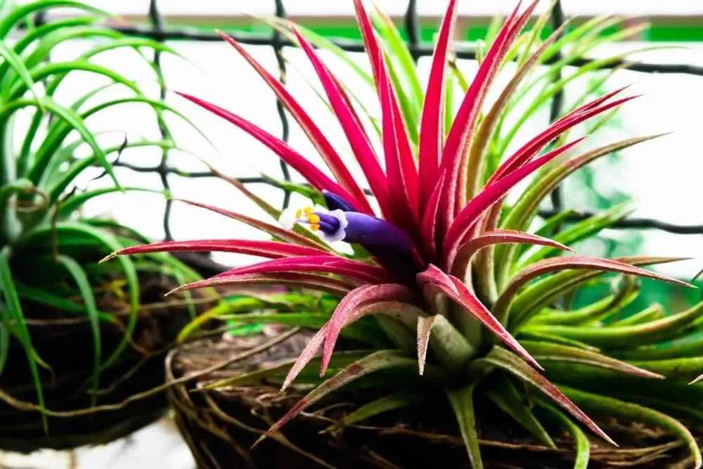 Tillandsia Ionantha Seeds - Air Plant, Tropical Bromeliad, Indoor Gardening, Shy Plant Variety, No Soil Needed