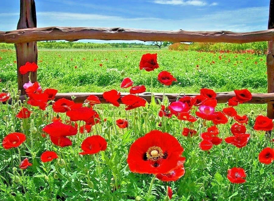 Red Corn Poppy Flower Seeds - 2000+ Papaver rhoeas Wildflower Seeds for Garden & Container