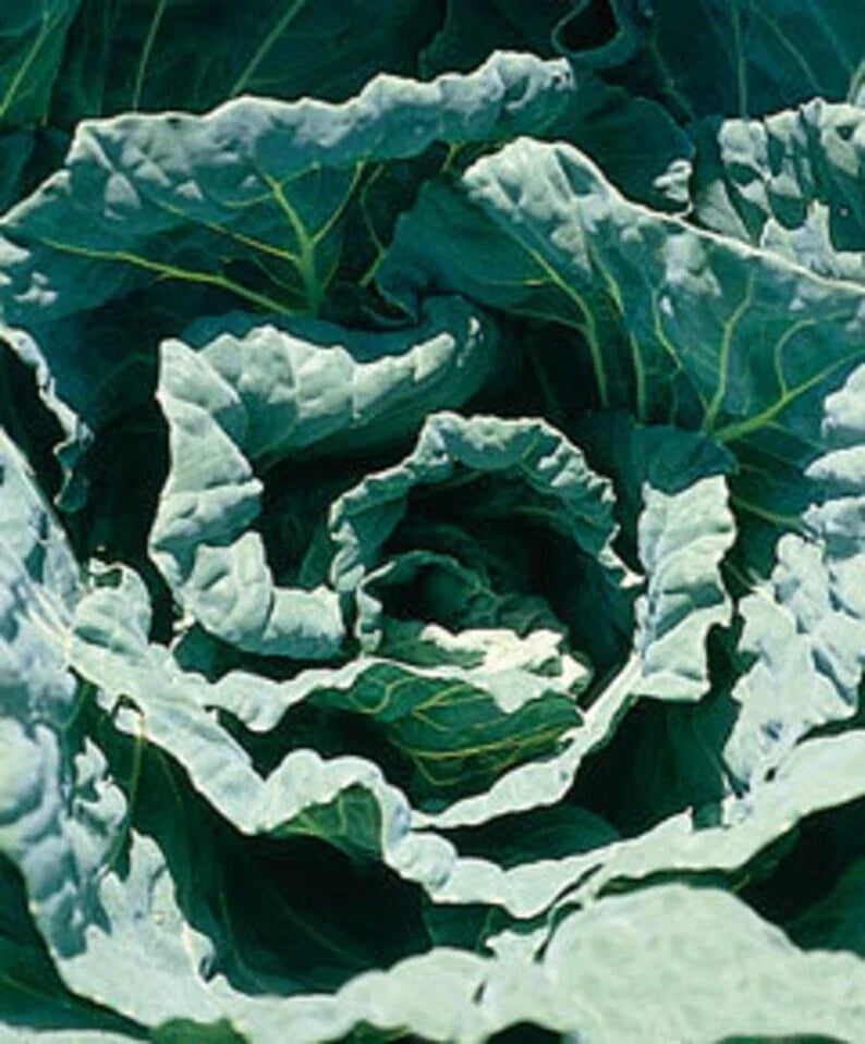 Collard Seed Packet - Morris Heading Variety - Non-GMO Brassica oleracea for Home Garden, Edible Greens, Healthy Cooking
