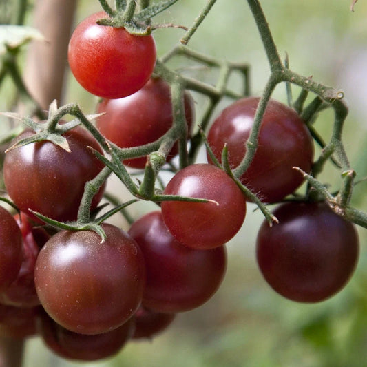 Chocolate Cherry Tomato Seeds - Compact, Indeterminate, Rich Tangy Flavor, Solanum lycopersicum, Gourmet Salad & Snack