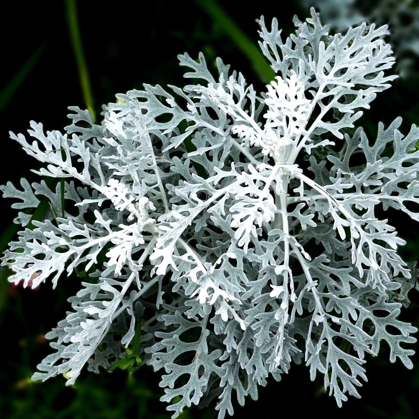 Dusty Miller Seeds - Fuzzy Silver White Leaves - Senecio cineraria - Annual Plant for Borders & Containers