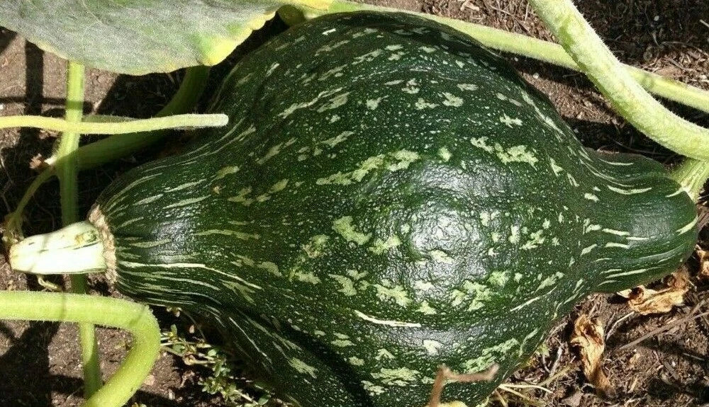 Green Hubbard Winter Squash Seeds 15+ Pack | Heirloom Cucurbita maxima