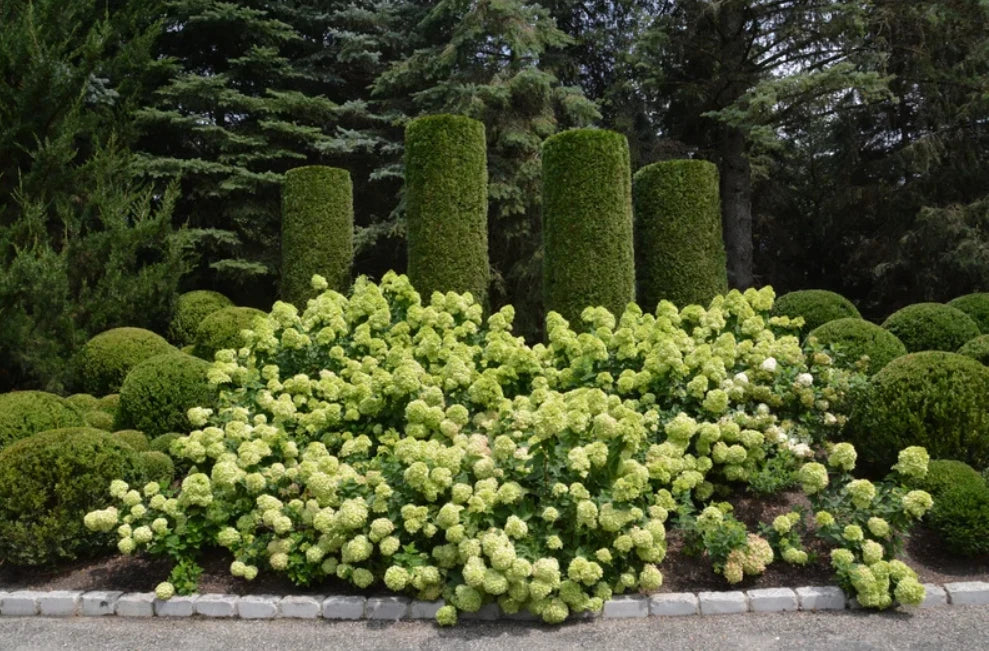 Lime Hydrangea Shrub - Quart Pot - Panicle Hydrangea - Vibrant Lime Blossoms - Full Sun - Hardy in Zones 3-8