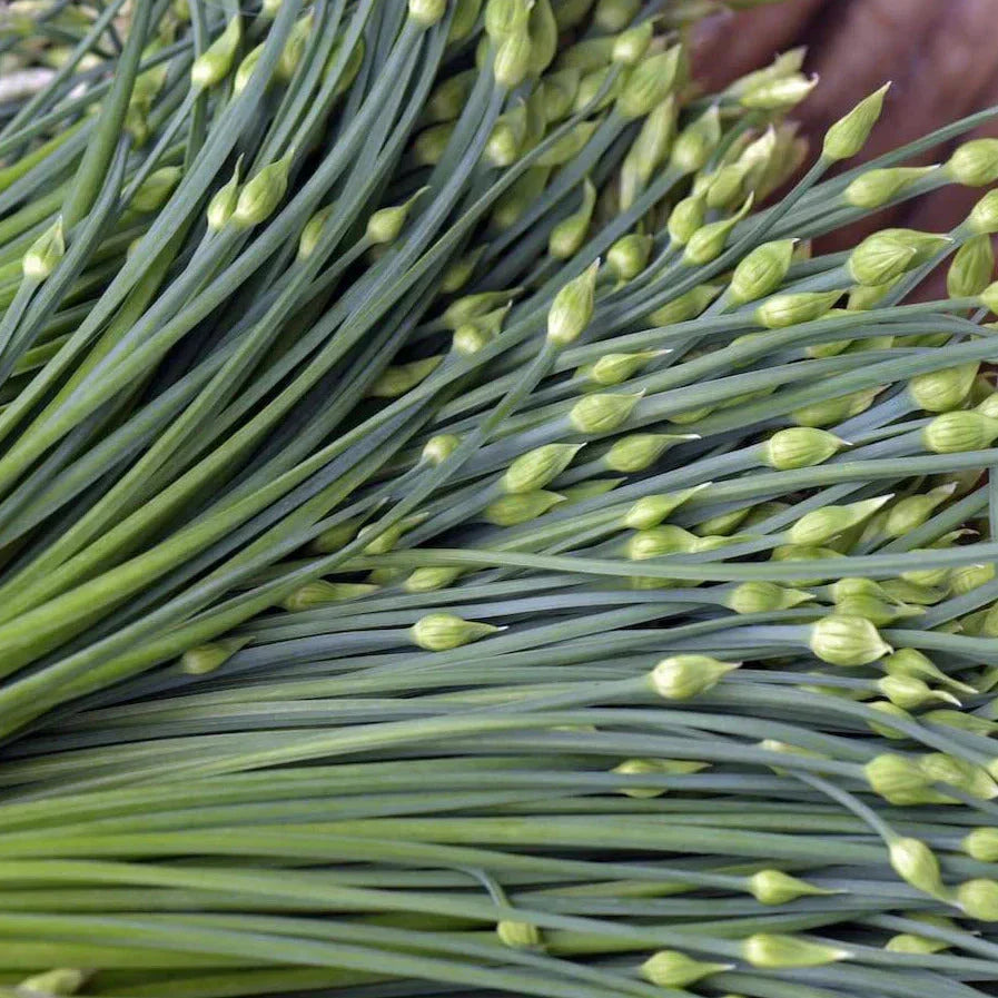 Chinese Garlic Chives Seeds - 500+ Count - Dah Yeh Broad Leaf - Allium tuberosum for 2025 Planting