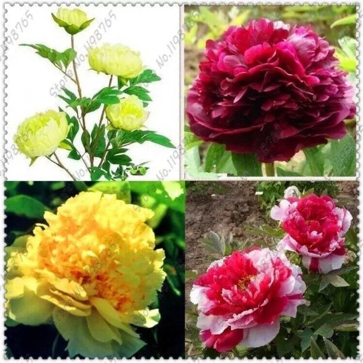 Mixed Color Peony Seeds - Garden Flower Plants - Paeonia spp. - Easy to Grow, Vibrant Blooms, Herbaceous Perennials