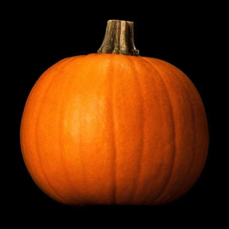 Spooky Pumpkin Seeds - 20 Pack Non-GMO Organic Heirloom Cucurbita pepo Garden Seeds for Fall, Halloween, and Family Gardening