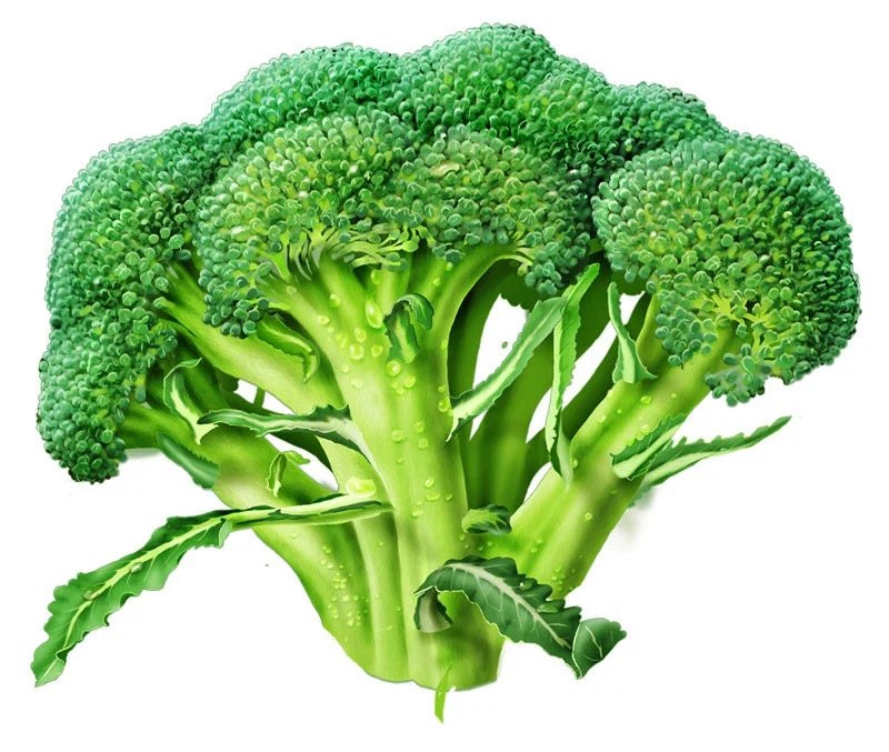 Broccoli Seeds - Marathon Variety - High Germination Brassica oleracea - Home Gardening, Nutritious, Non-GMO, Open-Pollinated