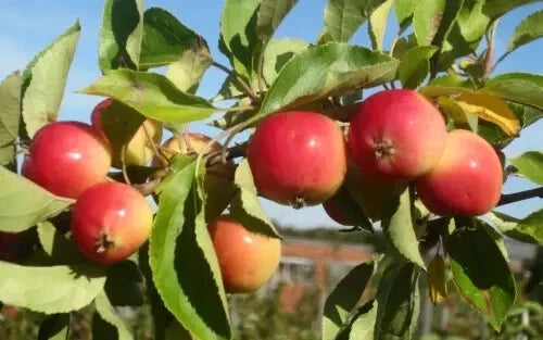 Jelly King Crabapple Seeds - Malus 'Jelly King' Deciduous Tree for Garden, Landscape & Wildlife Attraction