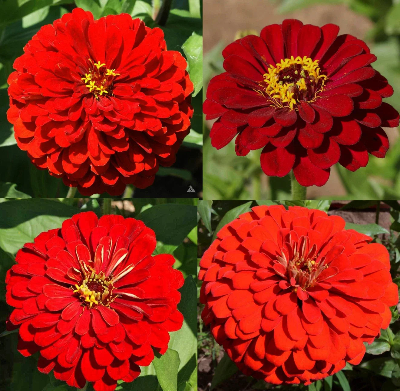 Zinnia Seeds Bulk - Hummingbird Reds, Non-GMO, Butterfly Attracting, Garden Flower Seeds, Zinnia elegans