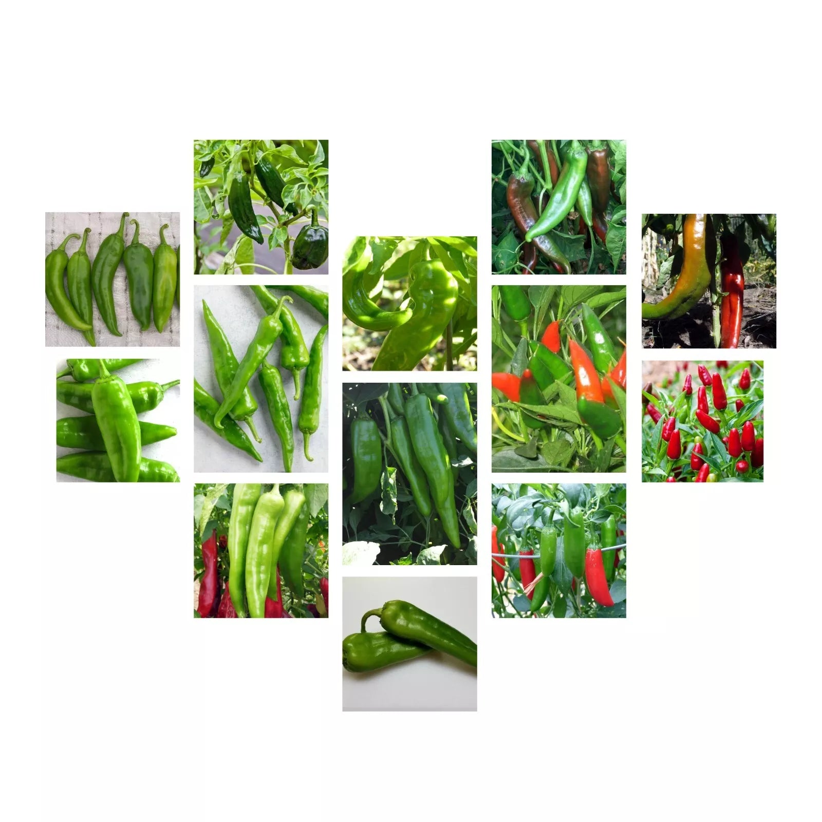 Chili Pepper Seeds Collection - NON-GMO, 12 Varieties, Capsicum annuum & chinense, Spicy Peppers for Garden & Cooking
