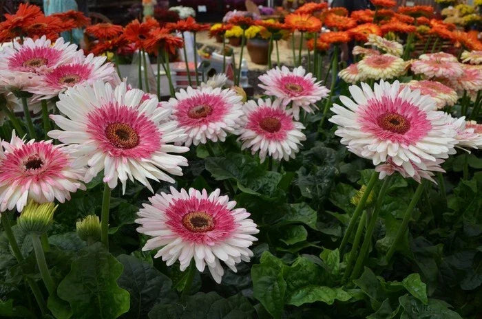 Everglades Gerbera Daisy Seeds - 200+ Pack - Gerbera jamesonii - USA Grown