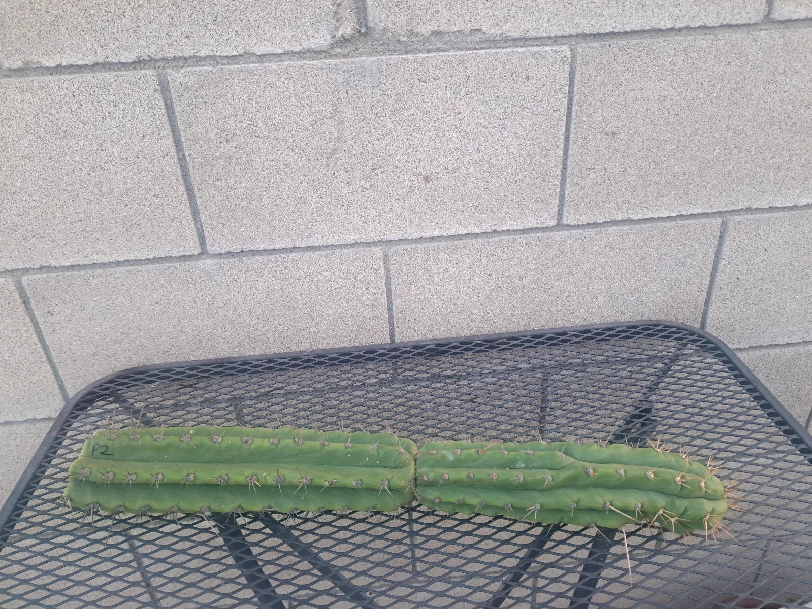 Cereus Peru Cactus Cutting 21cm, Unique Columnar Variety, Drought-Resistant Succulent, Cereus peruvianus