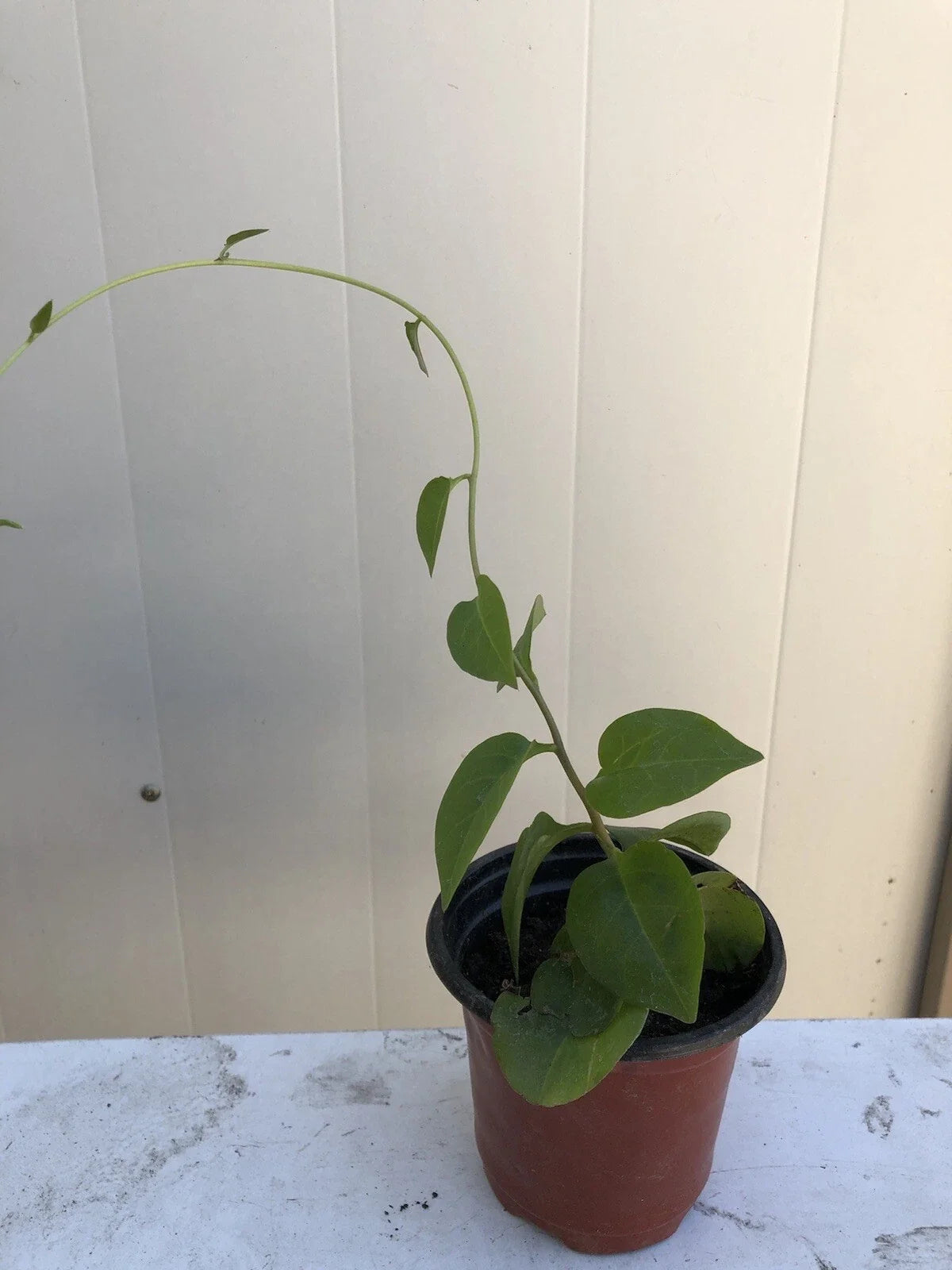 Live Plant - Anredera Cordifolia Roots - Heartleaf Maderavine, Tropical Climbing Vine for Indoor & Garden Use