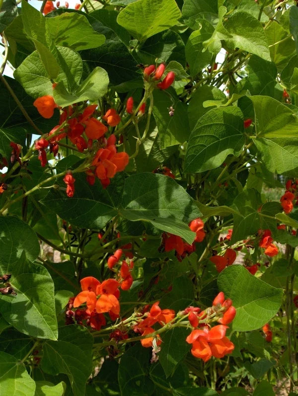 Scarlet Runner Bean Seeds - Phaseolus coccineus - Non-GMO Heirloom