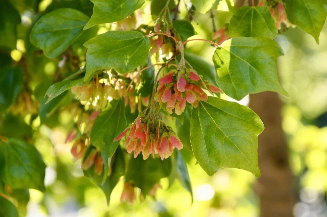 Trident Maple Seeds, 30+ Acer buergerianum, Drought Tolerant, Fall Color, Hardy Landscaping Tree Seeds