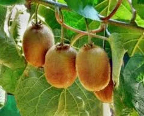 Kiwi Vine Seeds - 100 Organic Actinidia Seeds for Edible Fruit