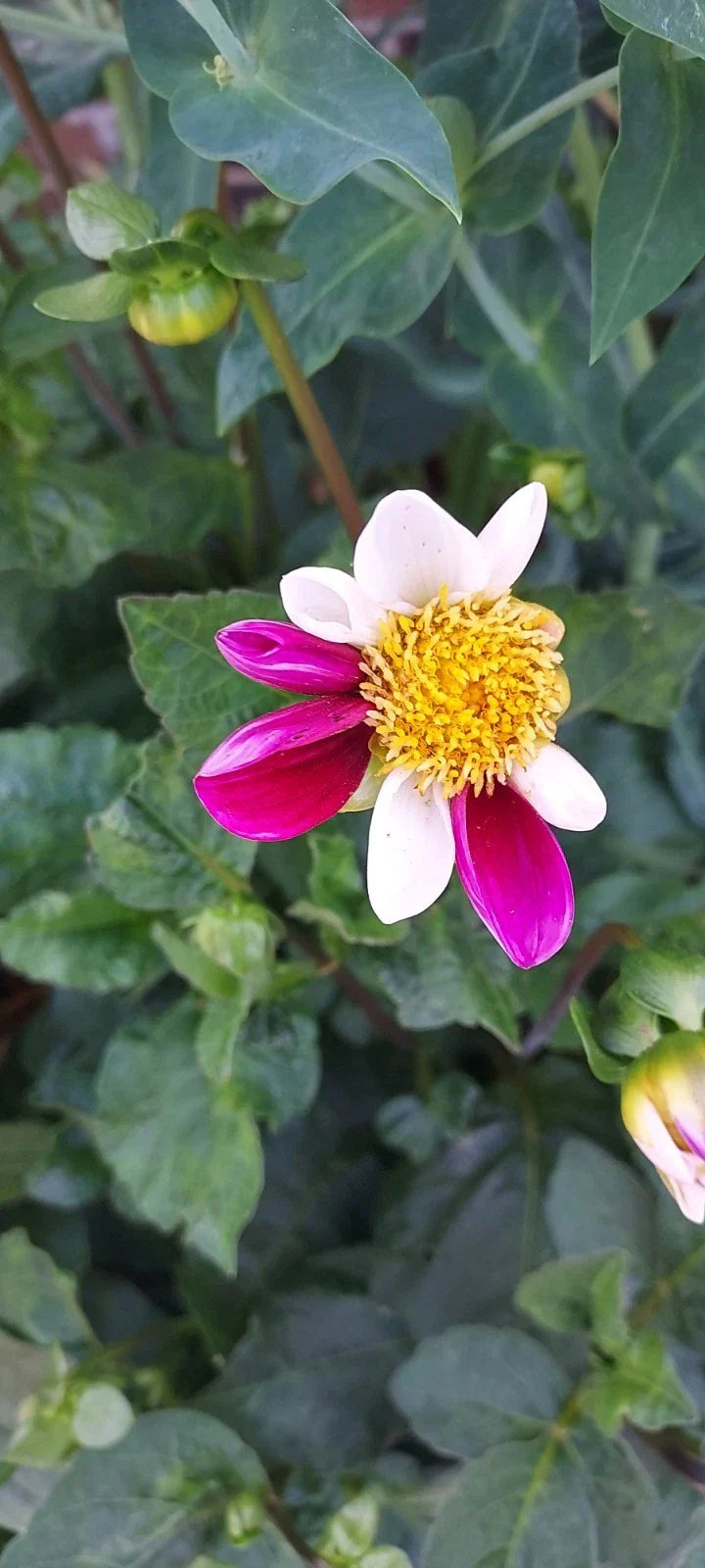 Dahlia Bulb Tuber - Twyning Smartie Daisy Mix Pink & White - Garden Flower Plant