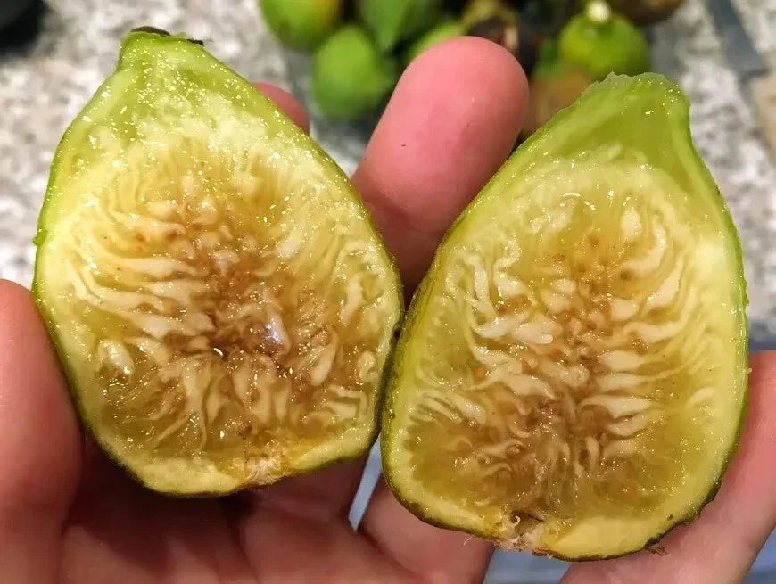White Marseille Fig Cuttings - 2 Premium Ficus carica Cuttings with Willow Water for Rooting