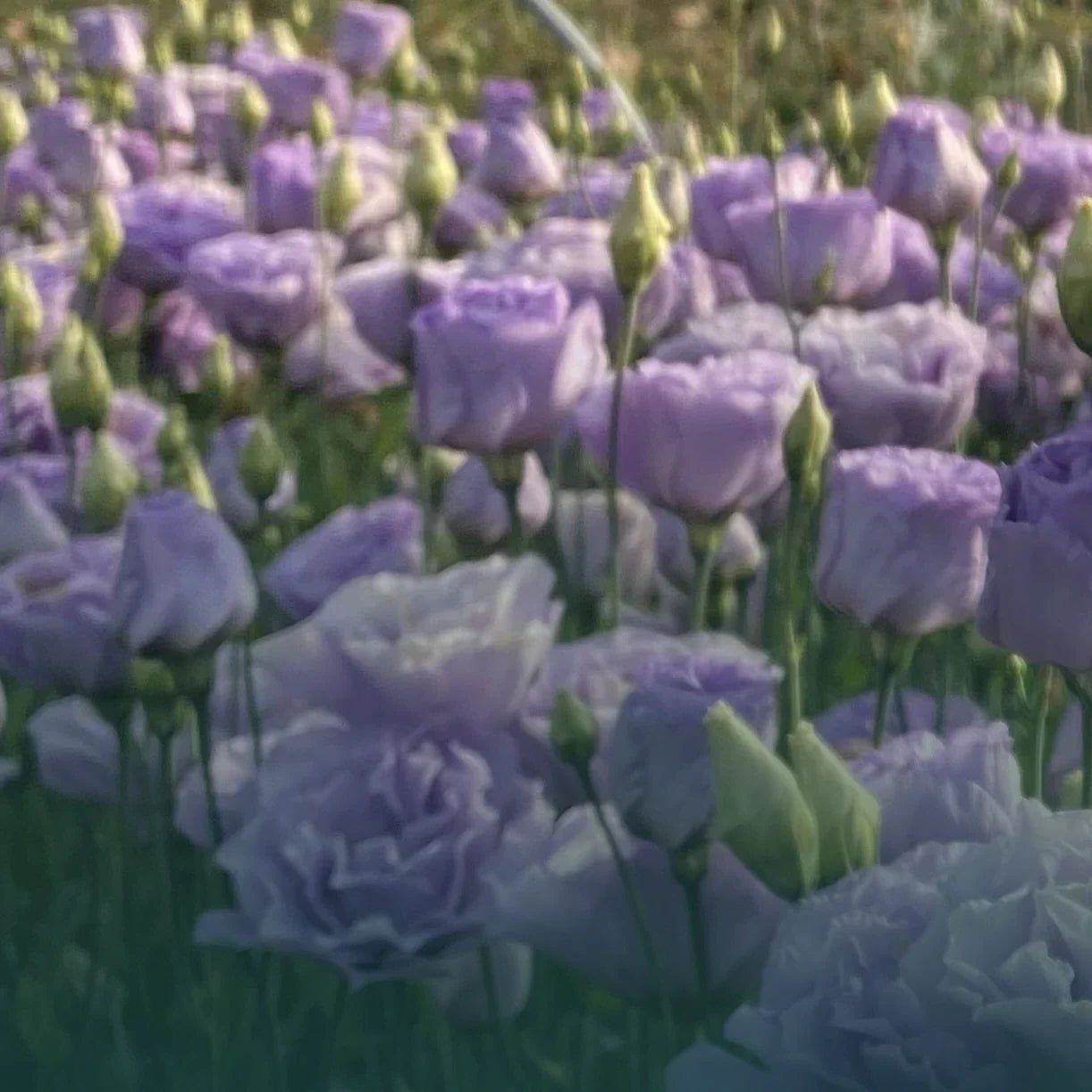 Lisianthus Live Plant Plugs - Colorful Eustoma grandiflorum Variety Collection for Garden, Container, Indoor