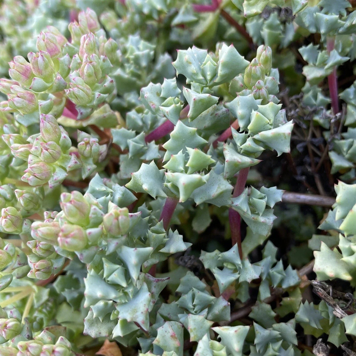 Oscularia deltoides Cuttings - 10 Pieces, 4-6 Inch Deltoid-Leaved Dew Plant Succulent