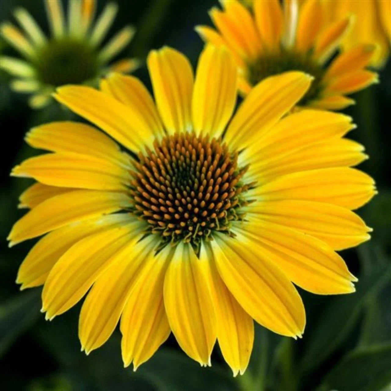 Summer Solstice Coneflower Seeds, Echinacea purpurea, Perennial Flower Seeds for Gardens & Landscapes, 50 Pack