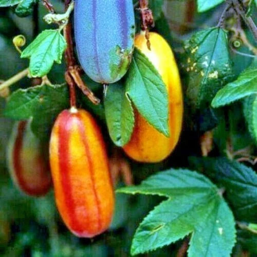 Banana Passionfruit Seeds - Pack of 10 - Rare Fast-Growing Climbing Vine - Passiflora Mollissima for Garden, Patio & Indoor Use