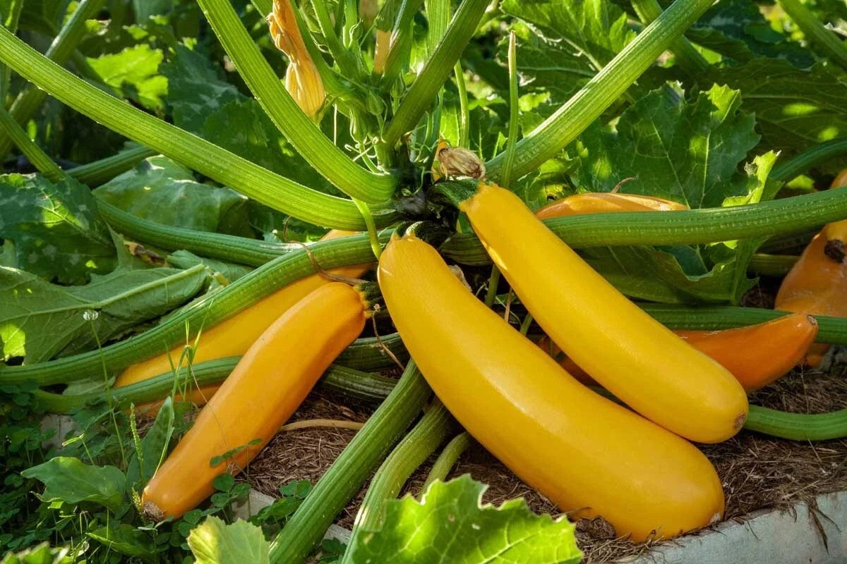 Golden Zucchini Seeds - Goldmine Variety, Non-GMO Summer Squash, Heirloom Vegetable Seeds for Gardening