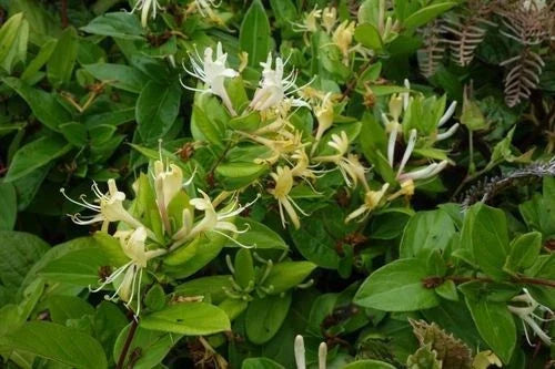 Japanese Honeysuckle Vines 7-Pack - Heirloom Southern Alabama Lonicera japonica
