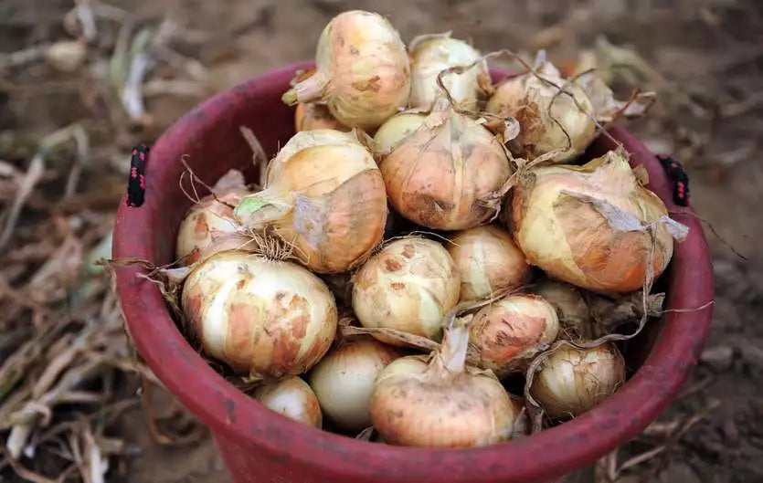 Organic Onion Seeds - 200+ Early Texas Grano Short Day Variety for Spring & Fall Vegetable Garden - Allium cepa
