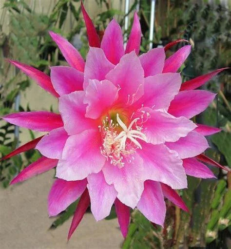 Epiphyllum Orchid Cactus Cutting 8" Grace Ann Variety Flowering Houseplant