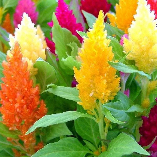 Pampas Plume Celosia Seeds Mix - Non-GMO Flower Seeds for Vibrant Garden Borders & Cut Flowers - Celosia argentea