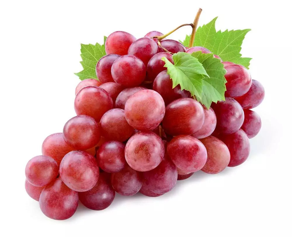 Red Concord Grape Seeds 20+ Pack - Vitis labrusca Climbing Vine for Wine & Fruit Desserts