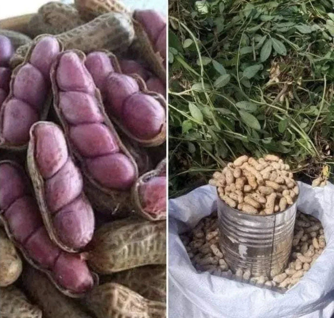 Virginia Jumbo Peanut Seeds - 40+ Non-GMO Heirloom Arachis hypogaea for Planting, Bountiful Harvest, Home Garden, Nut Production