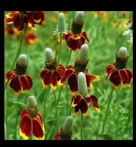 Mexican Hat Seeds - Ratibida Columnaris Native Wildflower - 100 to 2,000 Count