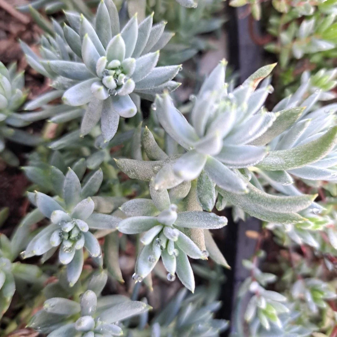 Sedum Blue Spruce Cuttings - 10 Trailing Ground Cover Succulents - Drought Tolerant, Cold Hardy, Crassulaceae, Perfect for Garden or Indoor