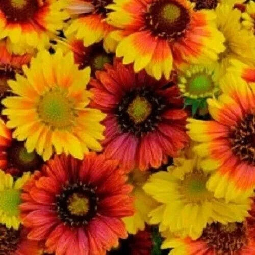 Gaillardia Seeds - Mesa Mix Blanket Flower, Drought-Tolerant, Pollinator Attracting, Full Sun, 10 Seeds