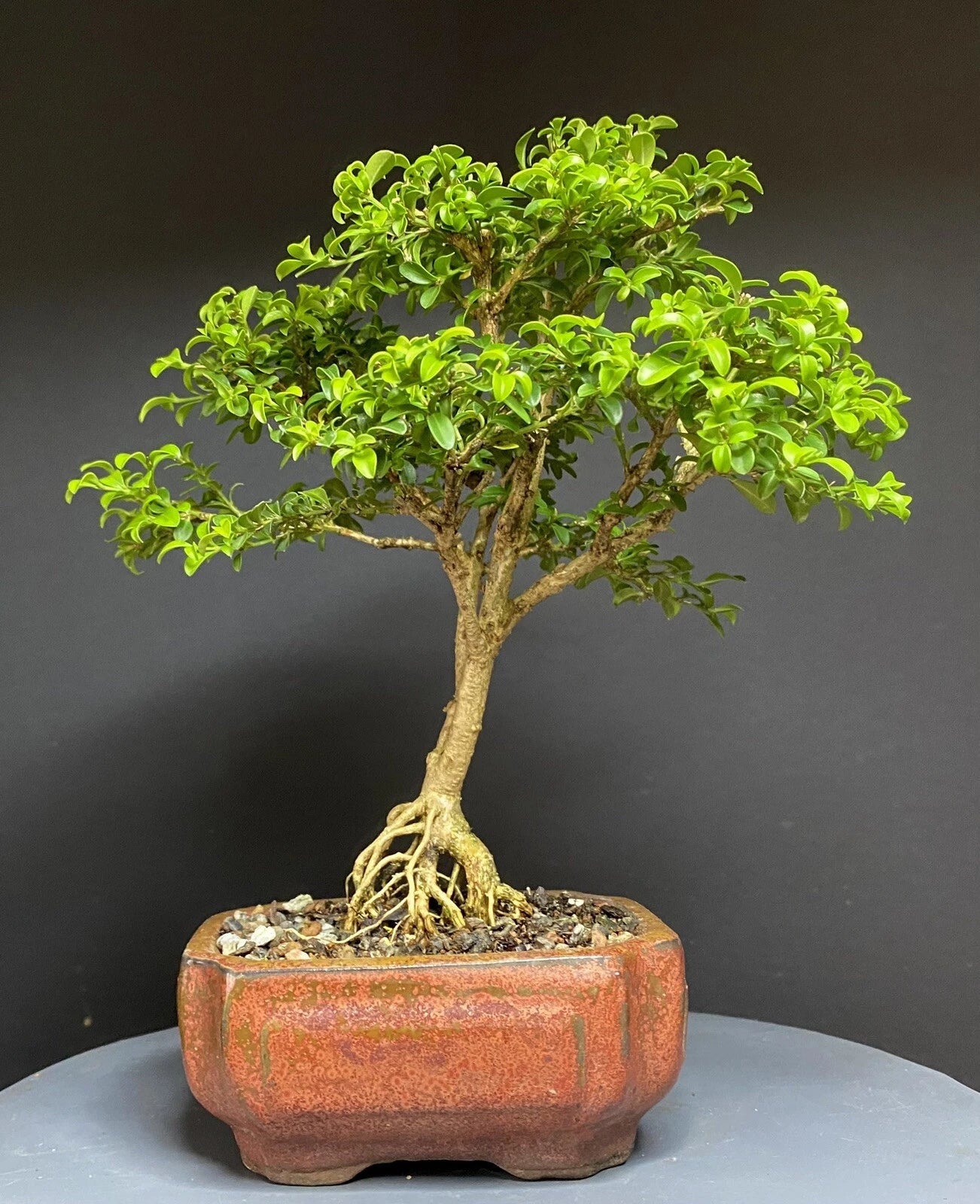 Bonsai Tree 9" Kingsville Boxwood Potted in Chinese Glazed Pot - Indoor Decorative Plant, Buxus microphylla var. japonica