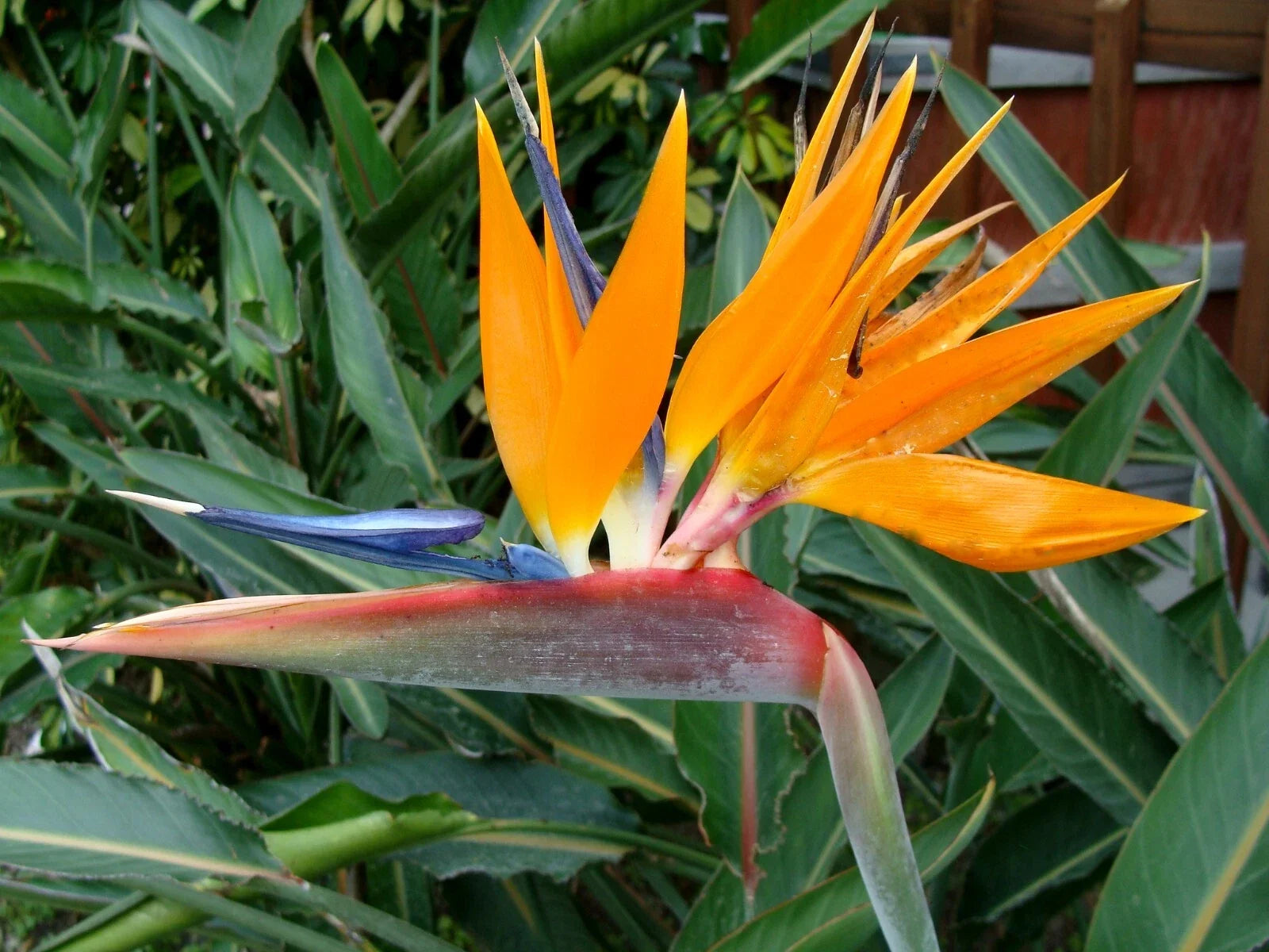 Bird of Paradise Plant 3" Pot Strelitzia reginae Rooted Indoor Houseplant with Vibrant Orange and Blue Flowers