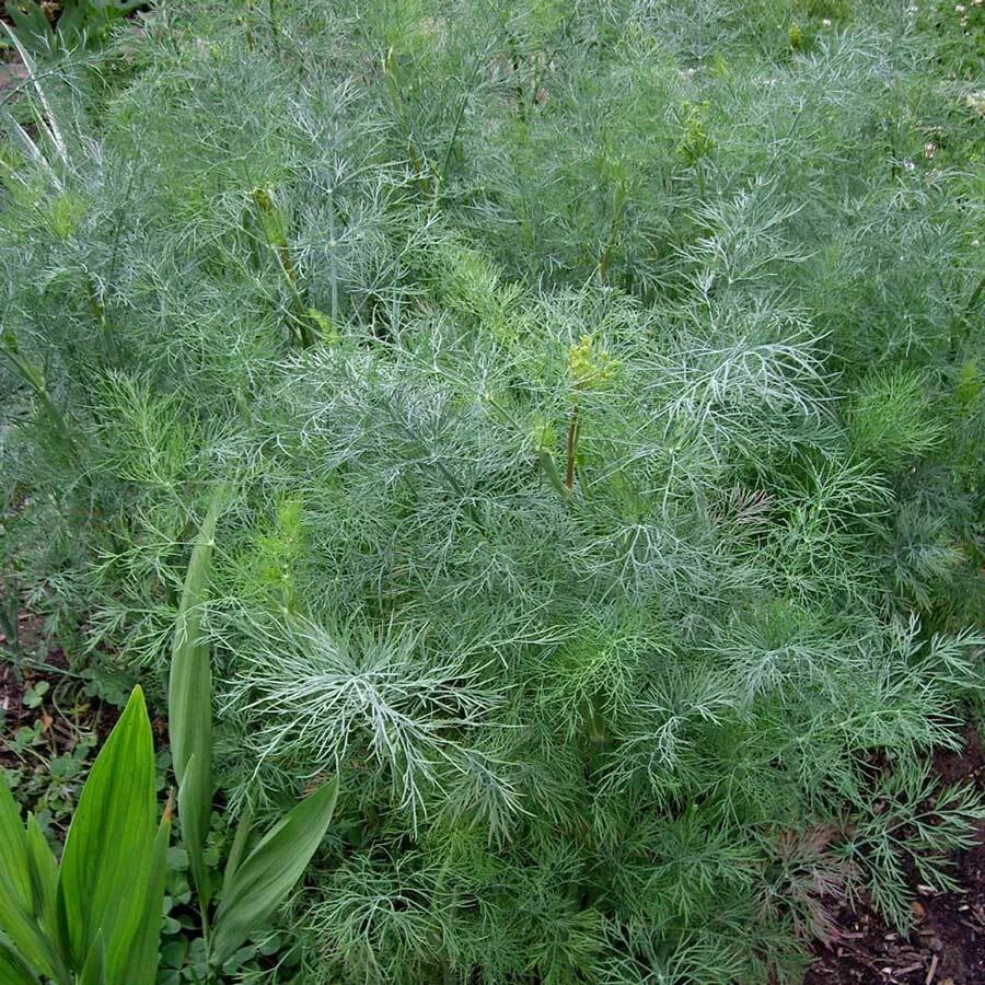 Dukat Dill Seeds | 500 Heirloom Non-GMO Anethum graveolens Seeds