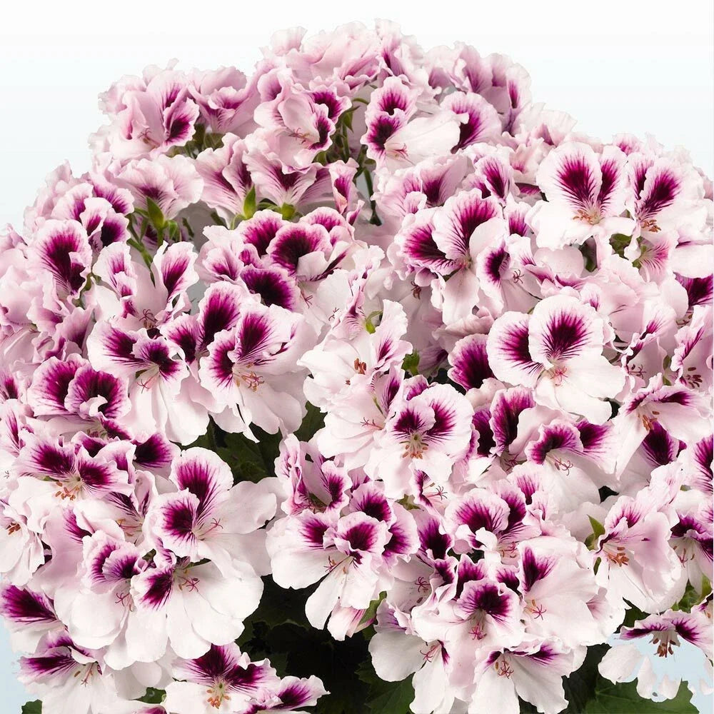 White Purple Geranium Seeds - Perennial Flower Seeds for Borders & Containers - Pelargonium × hortorum