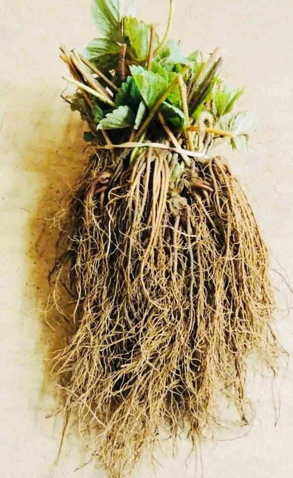 Everbearing Strawberry Bare Root Plants – Fragaria x ananassa – Garden Fruit, Sweet Berries, Container or Garden Bed