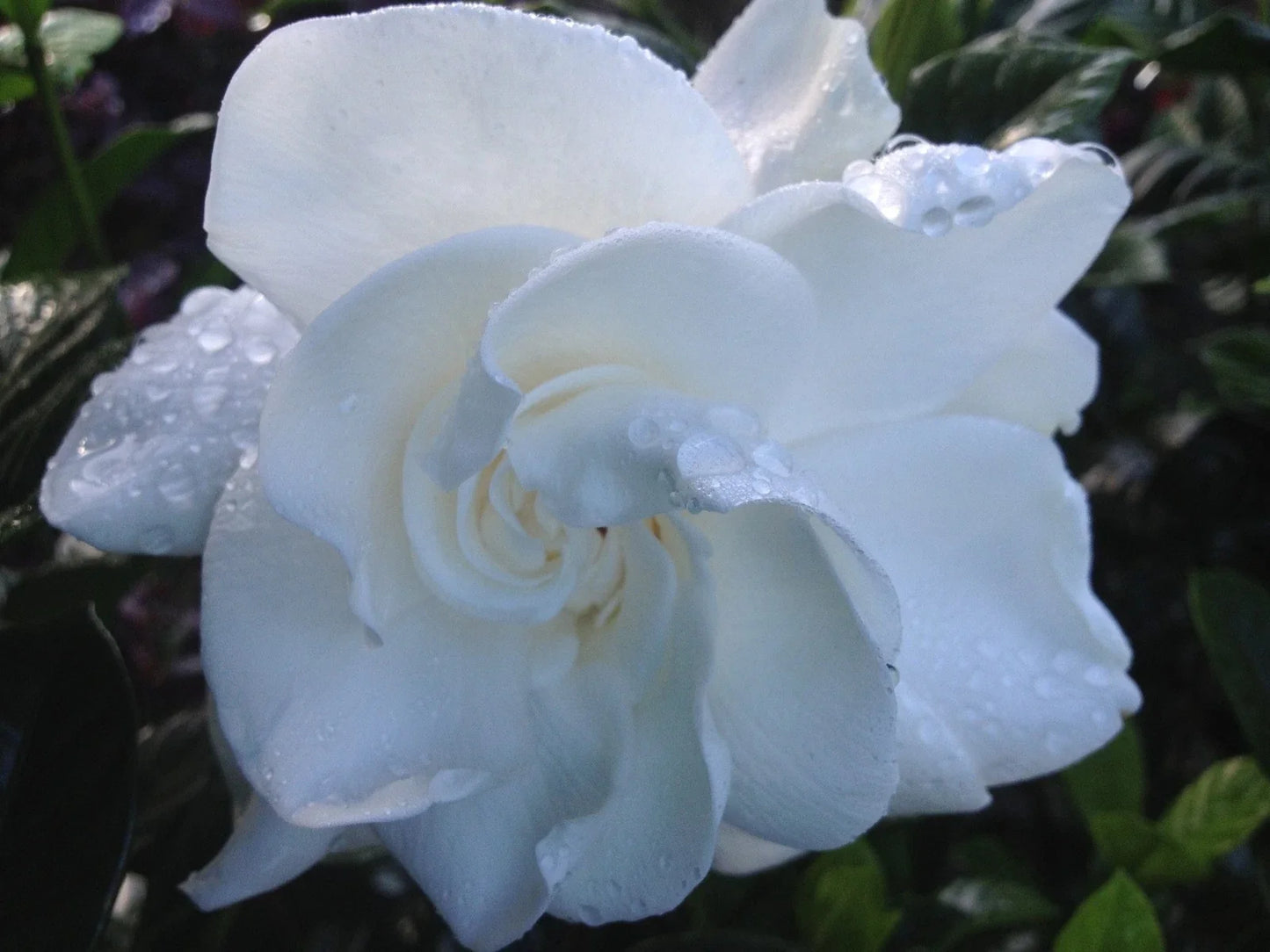 Gardenia Live Plant in 4-Inch Pot – Heirloom, Double White Fragrant Flowers – Gardenia jasminoides