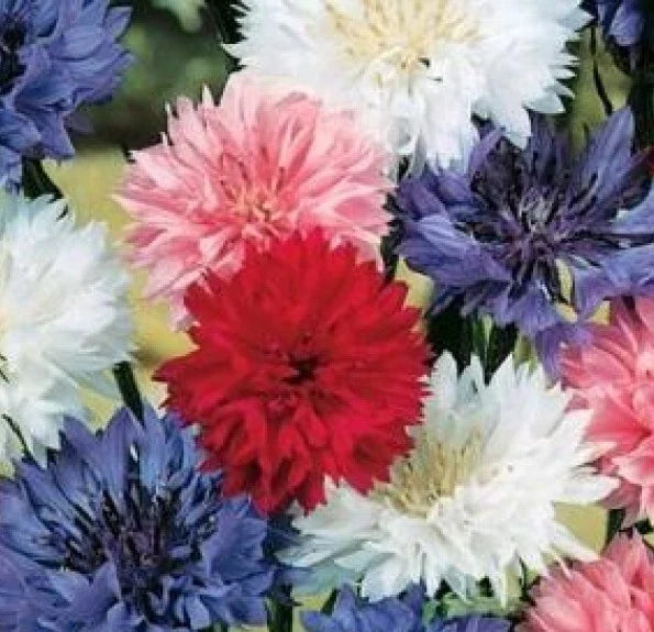 Bachelor Button Seeds Dwarf Mix - Polka Dot Centaurea cyanus Flower Seeds for Borders & Containers