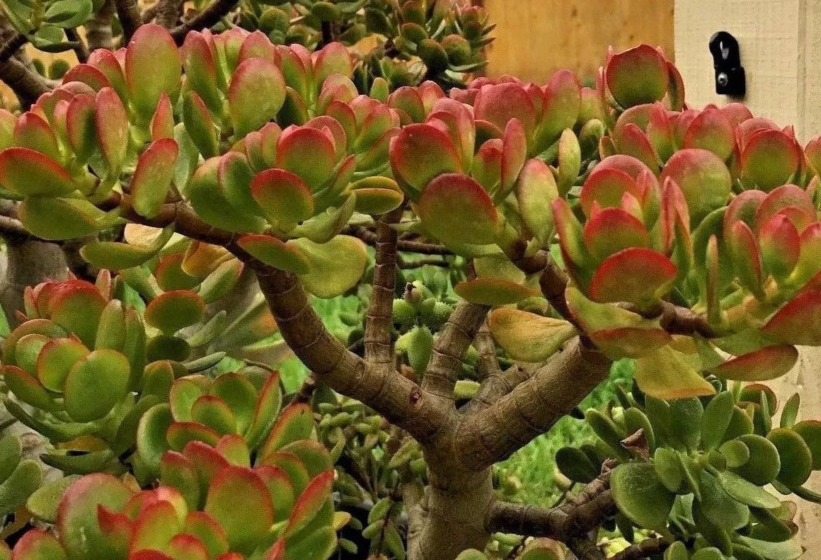 Jade Plant Cuttings - 2 Pieces, 3-5 Inches, Crassula ovata, Succulent Indoor Plant, Easy Care Green Foliage