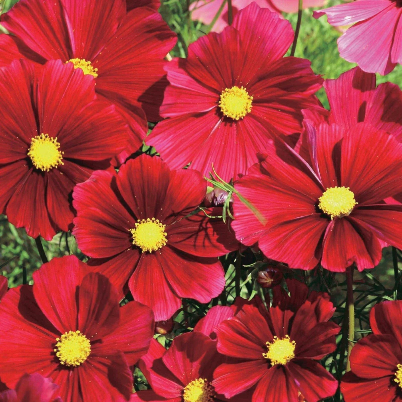 Dazzler Cosmos Seeds - 200+ Pack for Garden Planting, Colorful Annual Flowers, Cosmos bipinnatus